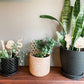 Spooky Halloween Plant Stakes